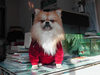 Pet's Santa costume