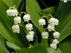 Lily of the valley