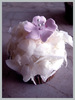 carrot cupcake with iced flowers
