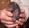 Day old grizzly cub