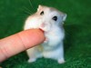 A Hamster Lick.