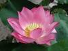 The sacred Lotus flower