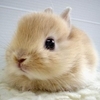 Sweety rabbit