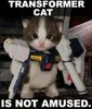 Transformer cat is not amused