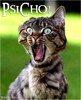 Funny_Psicho_Cat