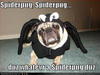 SpiderPug