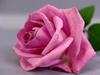 rose for you !!