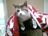 One Eyed Willy: Pirate Cat
