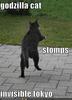 Godzilla cat