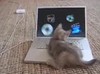 cat´s laptop