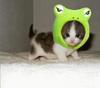 froggy catty