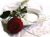 A Red Rose for my Love