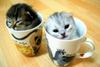 Kitten cups
