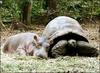 Hippo Tortoise Love