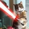 Jedi Guardian Cat