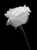 Georgeous white rose for you