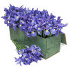 Box of Irises