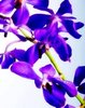Dreamy Lavender Orchids