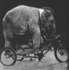 Elephant riding a bike