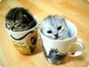 a set of kitten mugs
