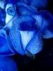 Blue Roses !