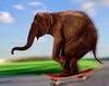 an elephantastic skateboard ride