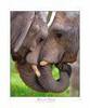 elephant kiss