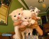 lovely kittens for you