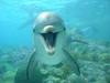dolphin laughing