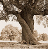 el arbol 