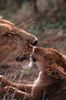 Lion Kiss