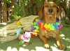 a hawaiian suit for your pet!!