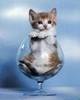 a Toast For You