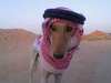 arabin dog looooools