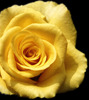 a beautiful rose just 4 u...