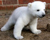 bebe polar bear