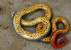 Sexy Ringed-Neck Snake (Colour)