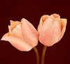 2 tulips