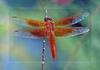 Orange dragonfly