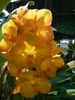 Yellow orchids