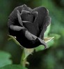 Black Rose - eternal Love