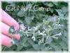 Catnip