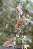 String Of Hamsters