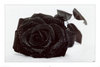 A beautiful dark rose