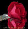 A beautiful rose for a beauty!!
