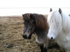 Icelandic horse ride