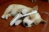 CUTE PUPPY ON D PHONE