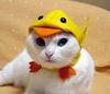 CUTE KITTY DUCKLING