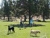 Walk in the Dog Park