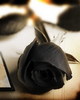 a black rose only for u!